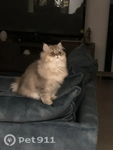 Chatte persane sable disparue à Paris - photo