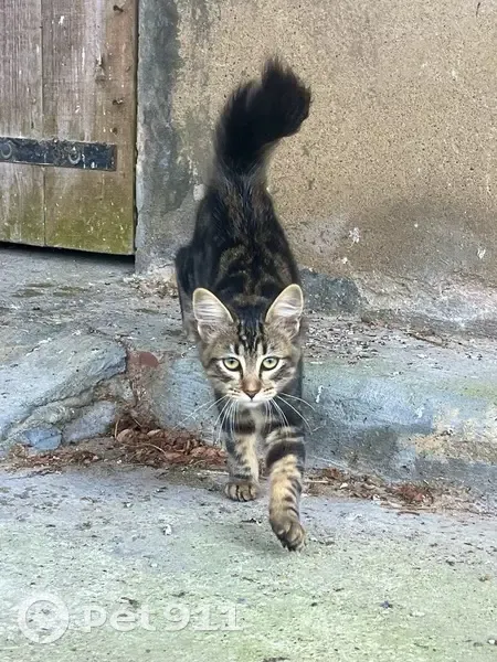 Chat trouvé près des écuries à Saint-Jean-de-Marsacq - photo