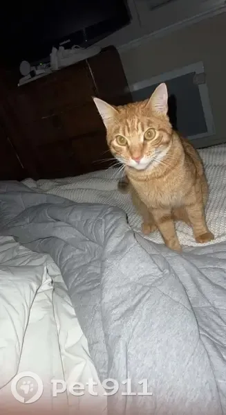 Chat roux de 2 ans perdu au Pradet - photo