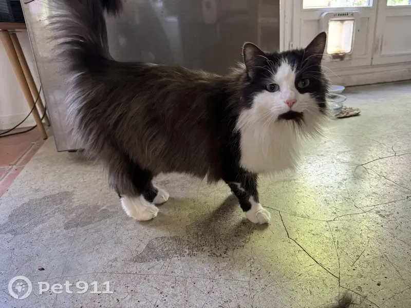 Chatte européenne perdue près de D680 Marmagne - photo