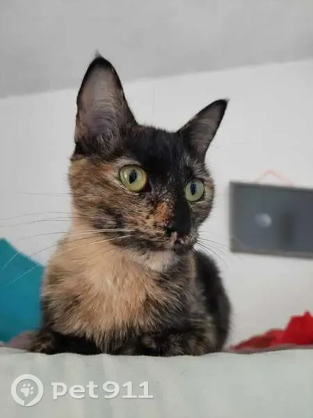 Chat perdu à Clamart, femelle écailles tortue - photo