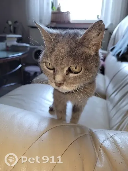 Chat trouvé à Vadans, recherche ses maîtres - photo