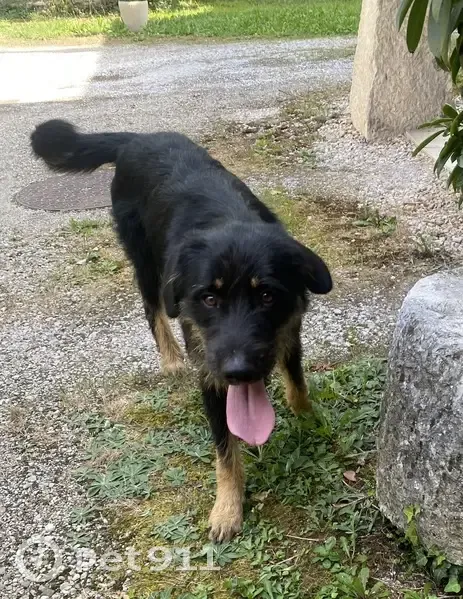 Chien errant trouvé à Culoz-Béon (01) - photo