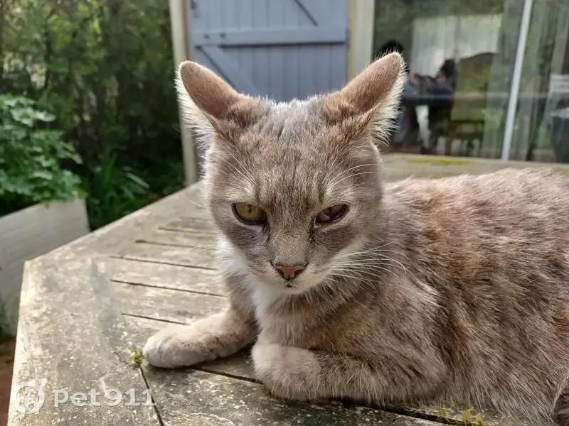 Chat gris et blanc disparu à Gradignan - photo