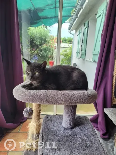 Chat smoke perdu avec collier rose à Livron - photo