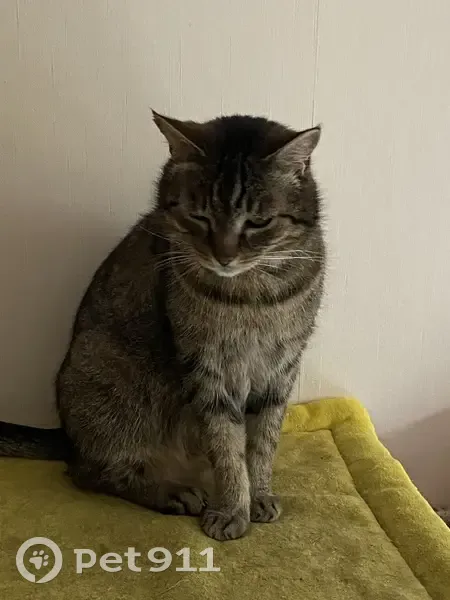 Chat tigre mâle disparu à Vandoncourt - photo