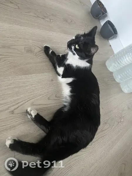 Chat trouvé : femelle sociable et câline, Wattrelos - photo
