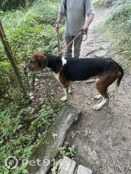 Chien trouvé avec collier à Orvault - photo