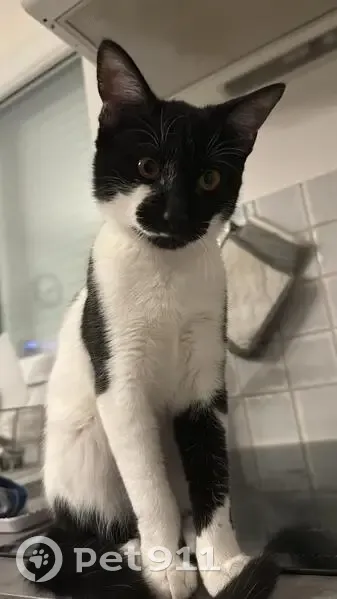 Chat mâle noir et blanc disparu à Aiffres - photo