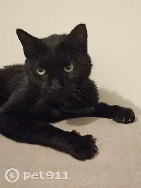 Petite chatte noire trouvée à Grenoble - photo