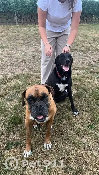 Boxer et chien noir trouvés à Villemontais - photo