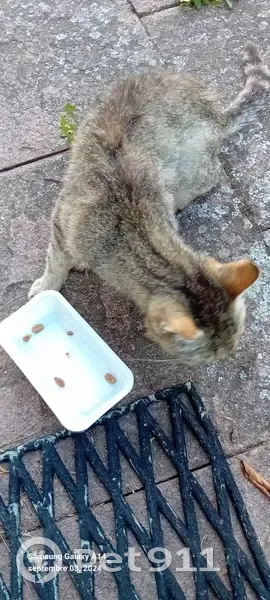 Chat âgé et maigre trouvé à Cernay - photo