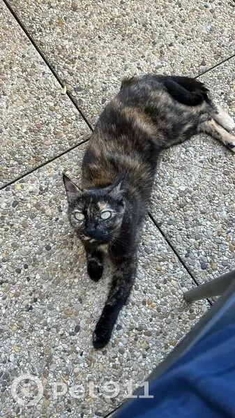 Chatte écaille de tortue perdue à St-Pierre - photo