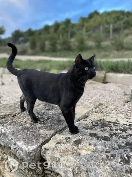 Chat noir Tomy perdu à Venasque - photo
