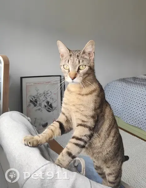Chat européen tigré disparu à Divatte-sur-Loire - photo
