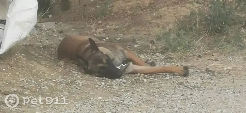 Chien Berger belge brun trouvé à Vitrolles - photo