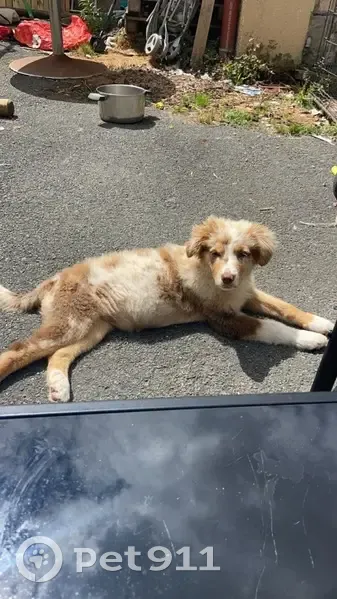 Chiens Perdus : Berger Australien et Croisé - photo