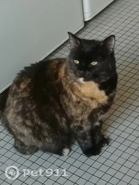 Chatte écaille de tortue disparue à Inzinzac - photo