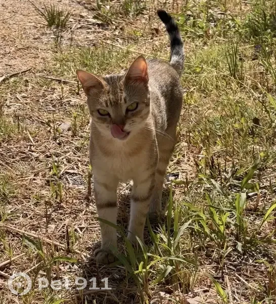 Chatte tigrée errante au Cannet-des-Maures - photo