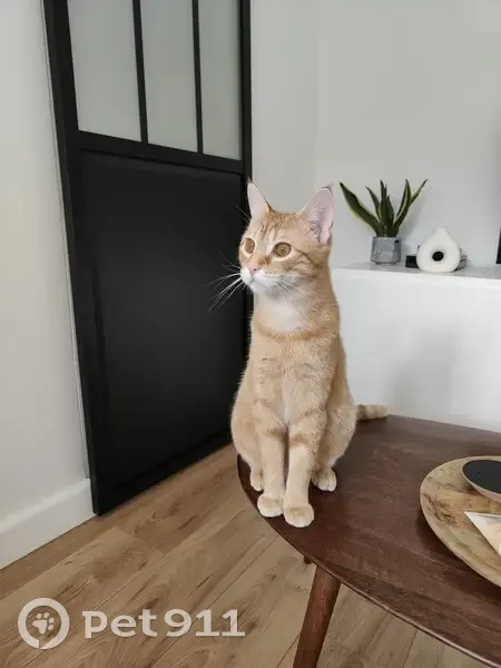 Chat disparu à Saint-Lô : Umberto, mâle castré - photo