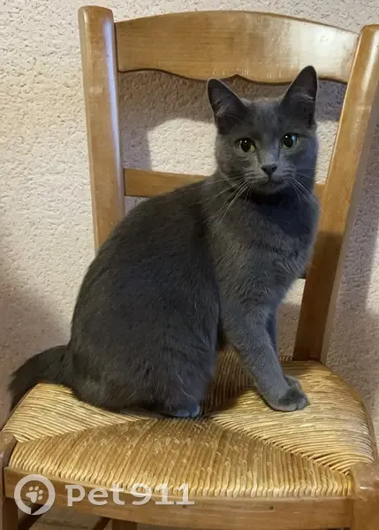 Chatte grise disparue à Beaupréau-en-Mauges - photo