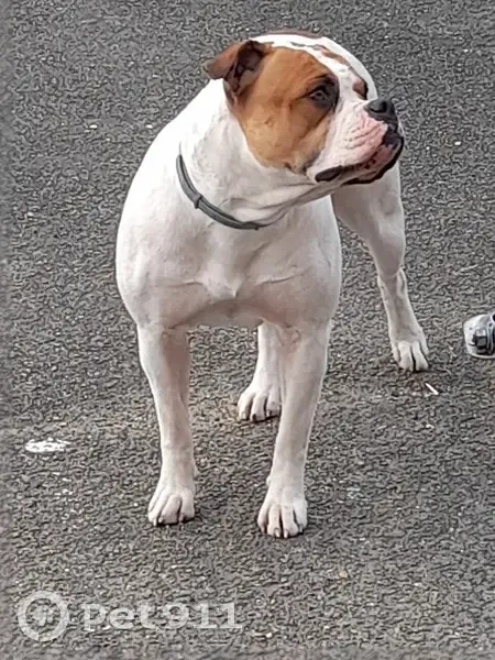 Buldog américain femelle 2 ans perdue à Vicq - photo