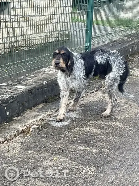 Chien perdu retrouvé à l'aérodrome de Courlans - photo