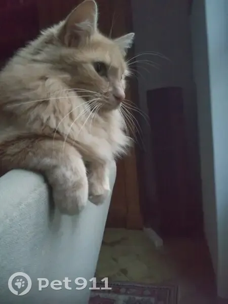 Chat retrouvé après 3 ans, Rue des Écoles - photo