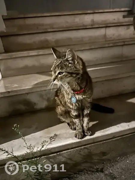 Chat trouvé avec collier rouge à Toulouse - photo