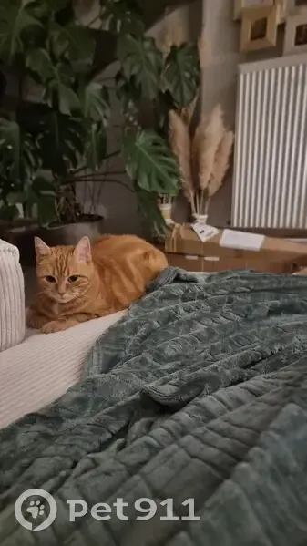 Chatte rousse disparue à Englos, aide SVP - photo
