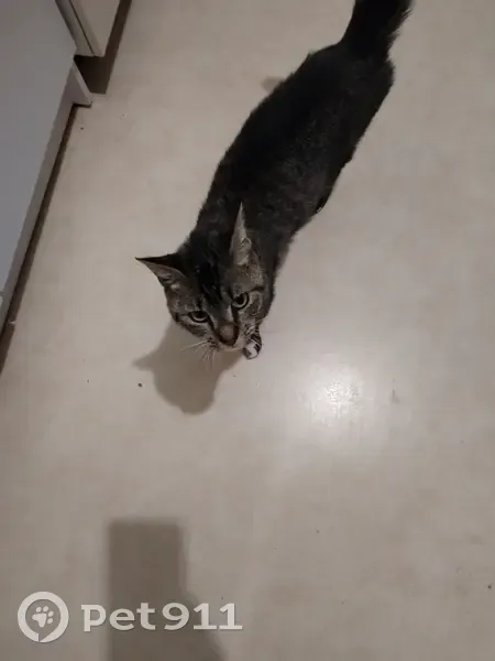 Chatte grise tigrée trouvée à Angers - photo