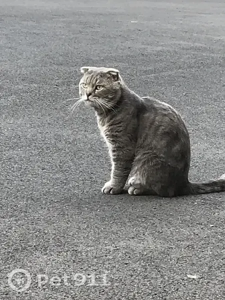 Chat mâle gris trouvé sur un toit à Pantin - photo