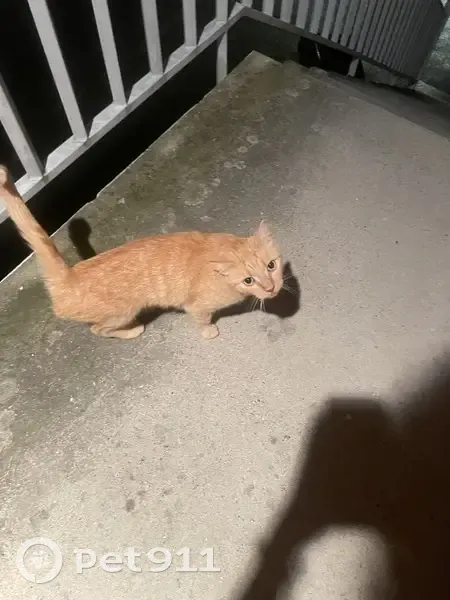 Chat trouvé à Poisy, recherche son propriétaire - photo