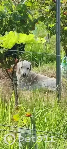 Chien perdu : Dora, labrador 16 ans, maigre - photo