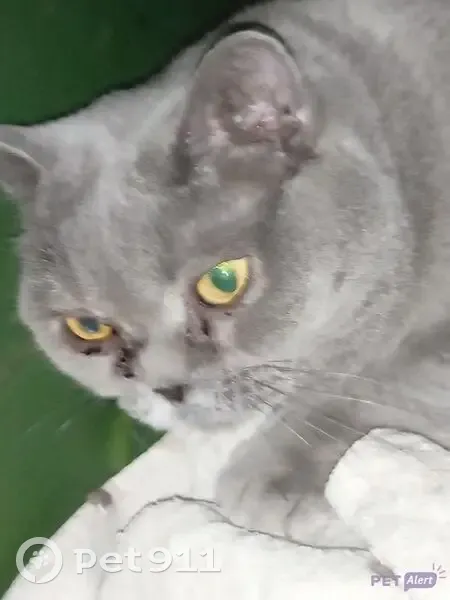 Chatte British Shorthair trouvée à Apt - photo