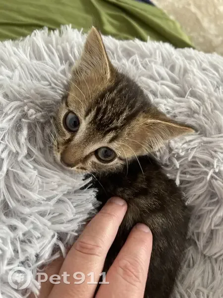 Chaton trouvé Rue Chateaubriand, Notre-Dame - photo