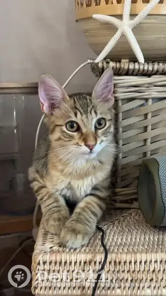 Chat mâle trouvé non castré, non pucé, Antibes - photo