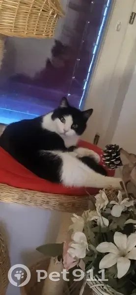 Chat noir et blanc disparu à Fêche-l'Église - photo