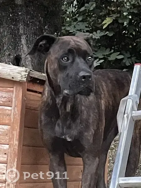 Chien trouvé à Cabris, American Staff probable - photo