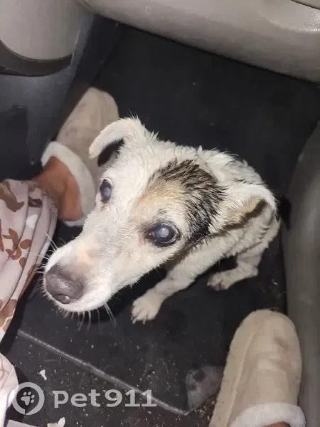 Chien trouvé près de la route des vins - photo