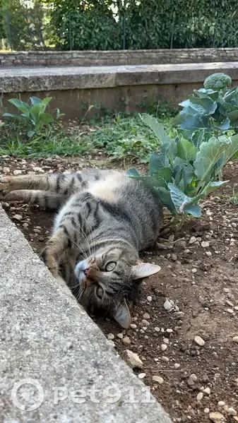 Chat disparu Simba, mâle tigre tatoué, Ranchot - photo