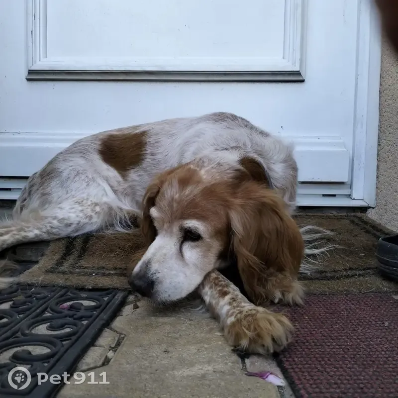 Chien perdu: Fibby, 14 ans, Rue du Pigeonnier - photo