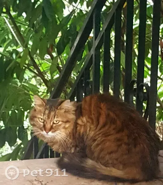 Chatte tigrée disparue à Vic-le-Comte - photo