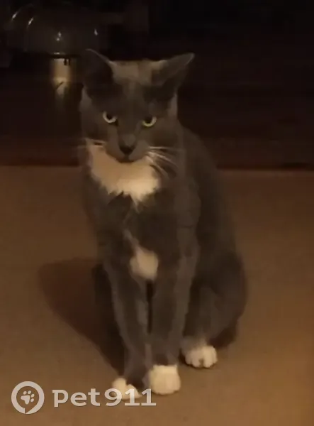 Chat mâle gris et blanc perdu à Voisins - photo
