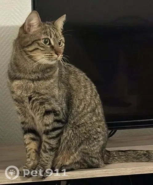 Chat tigré femelle disparue à Orléans - photo