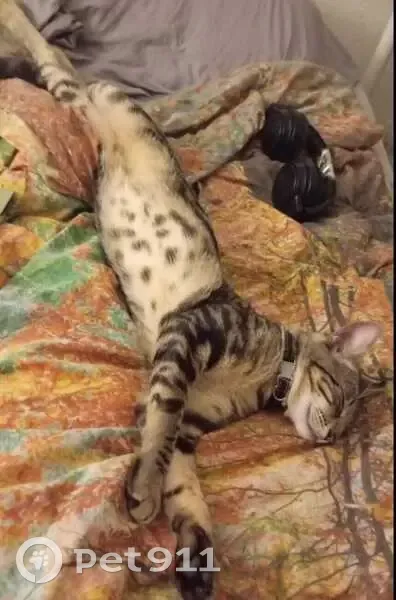 Chat européen gris 11 mois perdu à Pechabou - photo