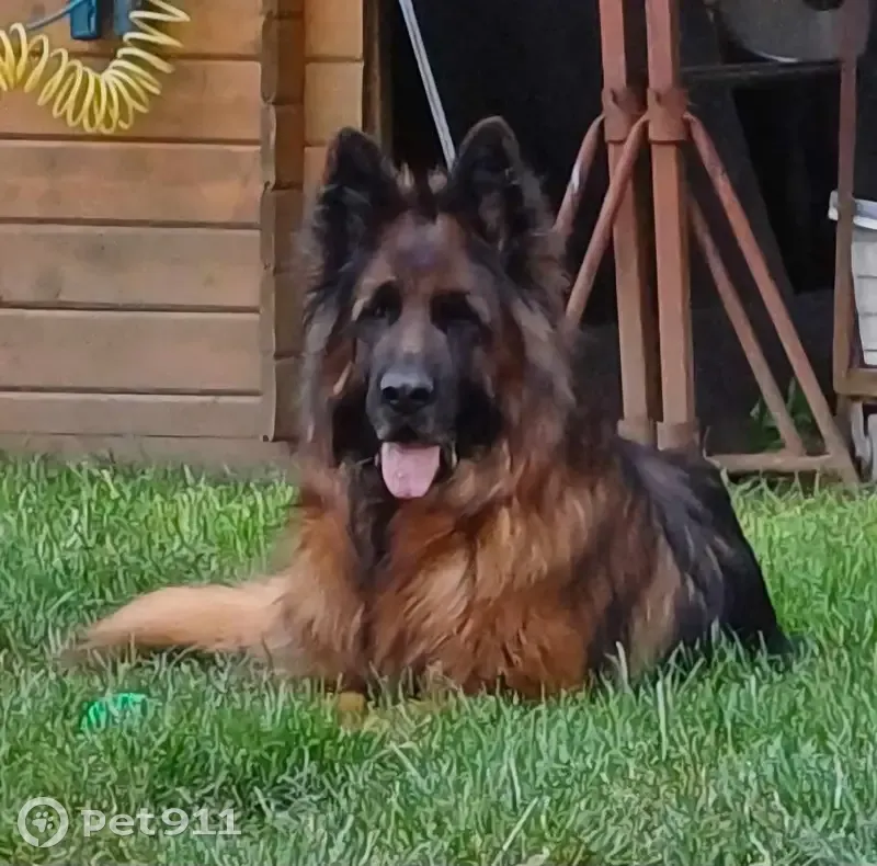 Berger allemand mâle 6 ans perdu à Gréoux - photo