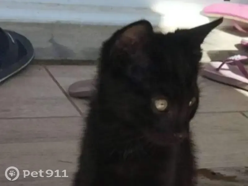 Chat noir 4 mois perdu aux Genêts, Balbigny - photo
