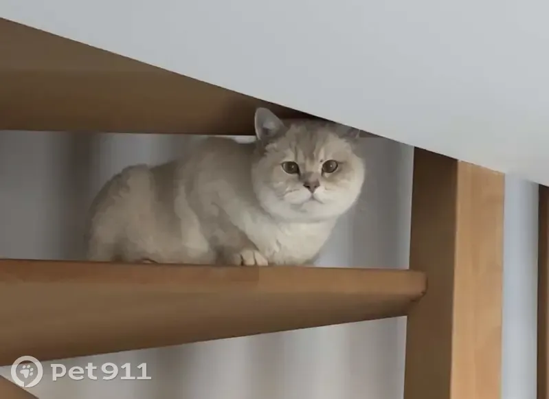 Chat mâle blanc yeux bleus perdu à L'Isle-Adam - photo
