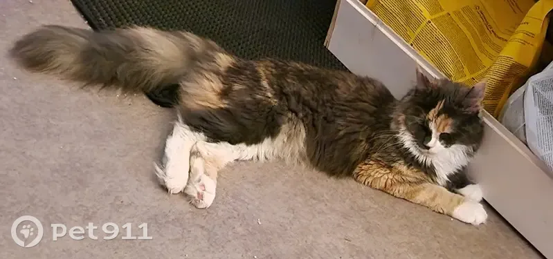 Chat Maine Coon disparu à Saint-Laurent - photo